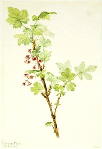 Mary Vaux Walcott - Prickly Currant (Ribes lacustre) - 1970.355.407 - Smithsonian American Art Museum