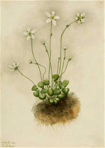Mary Vaux Walcott - Fringed Parnassia (Parnassia fimbriata) - 1970.355.680 - Smithsonian American Art Museum