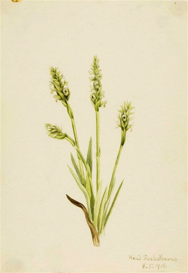 Mary Vaux Walcott - Hooded Ladies-Tresses (Ibidium strictum) - 1970.355.693 - Smithsonian American Art Museum