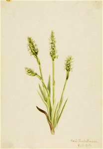 Mary Vaux Walcott - Hooded Ladies-Tresses (Ibidium strictum) - 1970.355.693 - Smithsonian American Art Museum
