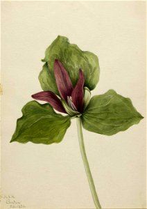 Mary Vaux Walcott - Giant Trillium (Trillium chloropetalum) - 1970.355.636 - Smithsonian American Art Museum