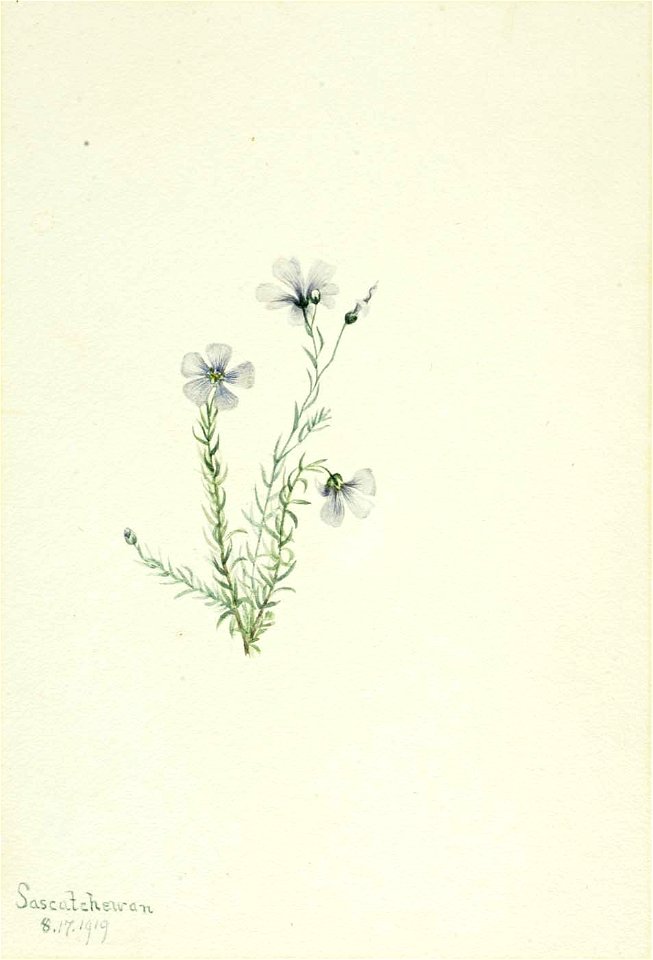 Mary Vaux Walcott - Wild Flax (Linum lewisii) - 1970.355.281 - Smithsonian American Art Museum