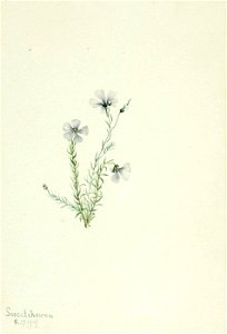 Mary Vaux Walcott - Wild Flax (Linum lewisii) - 1970.355.281 - Smithsonian American Art Museum