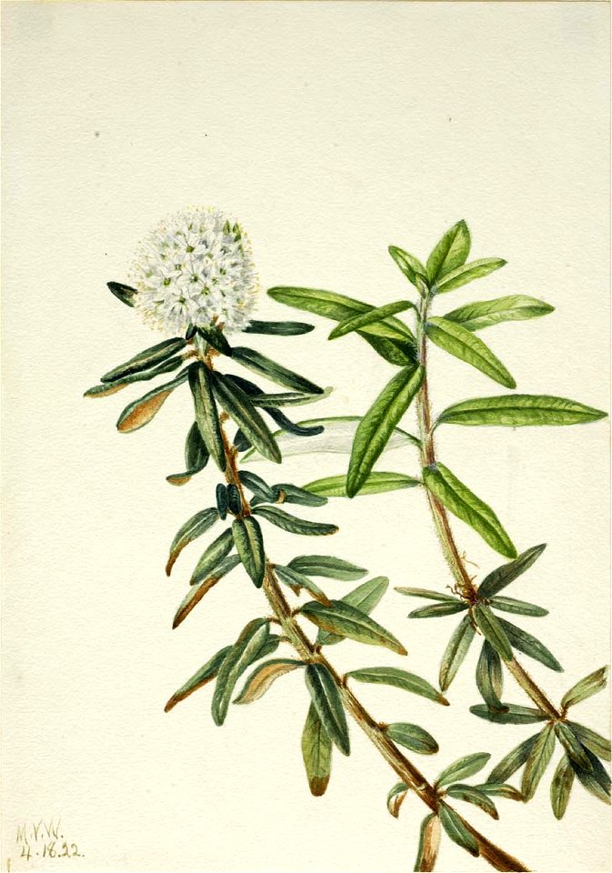 Mary Vaux Walcott - Labrador Tea (Ledum groenlandicum) - 1970.355.403 - Smithsonian American Art Museum