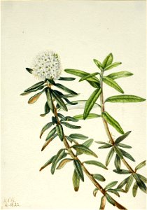 Mary Vaux Walcott - Labrador Tea (Ledum groenlandicum) - 1970.355.403 - Smithsonian American Art Museum