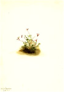 Mary Vaux Walcott - Small Cranberry (Oxycoccus palustris) - 1970.355.518 - Smithsonian American Art Museum
