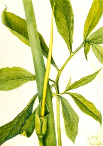 Mary Vaux Walcott - Greendragon (Arisaema dracontium) - 1970.355.361 - Smithsonian American Art Museum. Free illustration for personal and commercial use.