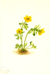 Mary Vaux Walcott - Avalanche Buttercup (Ranunculus suksdorfii) - 1970.355.452 - Smithsonian American Art Museum