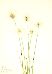 Mary Vaux Walcott - Slender Cotton-Grass (Eriophorum chamissonis) - 1970.355.351 - Smithsonian American Art Museum