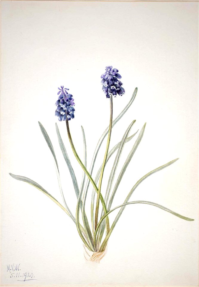 Mary Vaux Walcott - Grape Hyacinth (Muscari racemosum) - 1970.355.278 - Smithsonian American Art Museum
