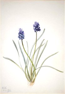 Mary Vaux Walcott - Grape Hyacinth (Muscari racemosum) - 1970.355.278 - Smithsonian American Art Museum