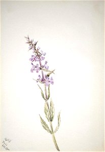 Mary Vaux Walcott - Untitled-Flower Study - 1970.355.242 - Smithsonian American Art Museum