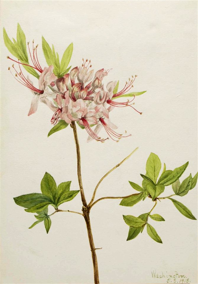 Mary Vaux Walcott - Pinxter Bloom (Azalea nudiflora) - 1970.355.466 - Smithsonian American Art Museum