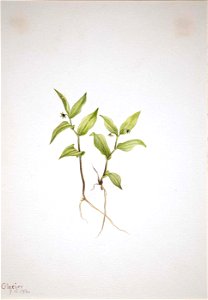 Mary Vaux Walcott - Kruhsea (Kruhsea streptopoides) - 1970.355.396 - Smithsonian American Art Museum