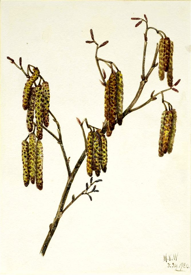 Mary Vaux Walcott - Hazel Alder (Alnus regosa) - 1970.355.355 - Smithsonian American Art Museum