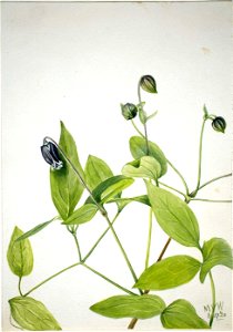Mary Vaux Walcott - Leather Flower (Clematis viorna) - 1970.355.382 - Smithsonian American Art Museum