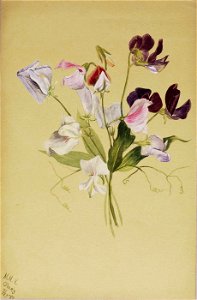 Mary Vaux Walcott - (Untitled-Flower Study) - 1970.355.755 - Smithsonian American Art Museum