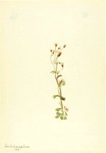 Mary Vaux Walcott - Untitled-Plant Study - 1970.355.152 - Smithsonian American Art Museum
