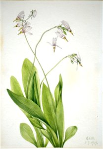 Mary Vaux Walcott - Shooting Star (Dodecatheon meadia) - 1970.355.389 - Smithsonian American Art Museum. Free illustration for personal and commercial use.