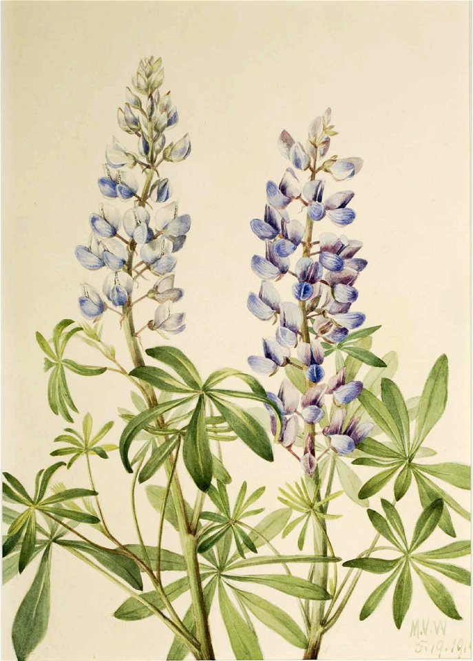 Mary Vaux Walcott - Sun Dial Lupine (Lupinus perennis) - 1970.355.345 - Smithsonian American Art Museum