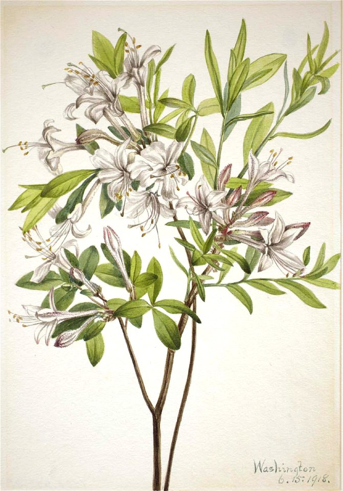 Mary Vaux Walcott - Swamp Azalea (Azalea viscosa) - 1970.355.257 - Smithsonian American Art Museum