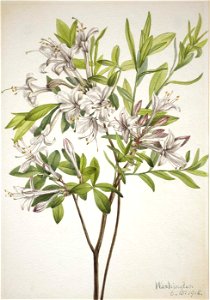 Mary Vaux Walcott - Swamp Azalea (Azalea viscosa) - 1970.355.257 - Smithsonian American Art Museum