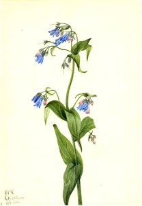 Mary Vaux Walcott - Western Bluebells (Mertensia paniculata) - 1970.355.511 - Smithsonian American Art Museum
