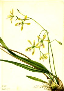 Mary Vaux Walcott - Tampa Epidendrum (Epidendrum tampense) - 1970.355.490 - Smithsonian American Art Museum