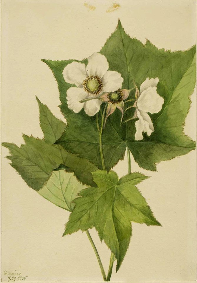 Mary Vaux Walcott - White Flowering Raspberry (Rubus parviflorus) - 1970.355.678 - Smithsonian American Art Museum