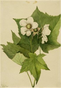 Mary Vaux Walcott - White Flowering Raspberry (Rubus parviflorus) - 1970.355.678 - Smithsonian American Art Museum