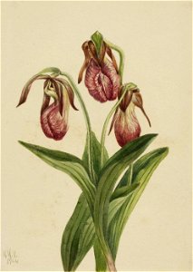Mary Vaux Walcott - Moccasin Flower (Cypripedium acaule) - 1970.355.738 - Smithsonian American Art Museum