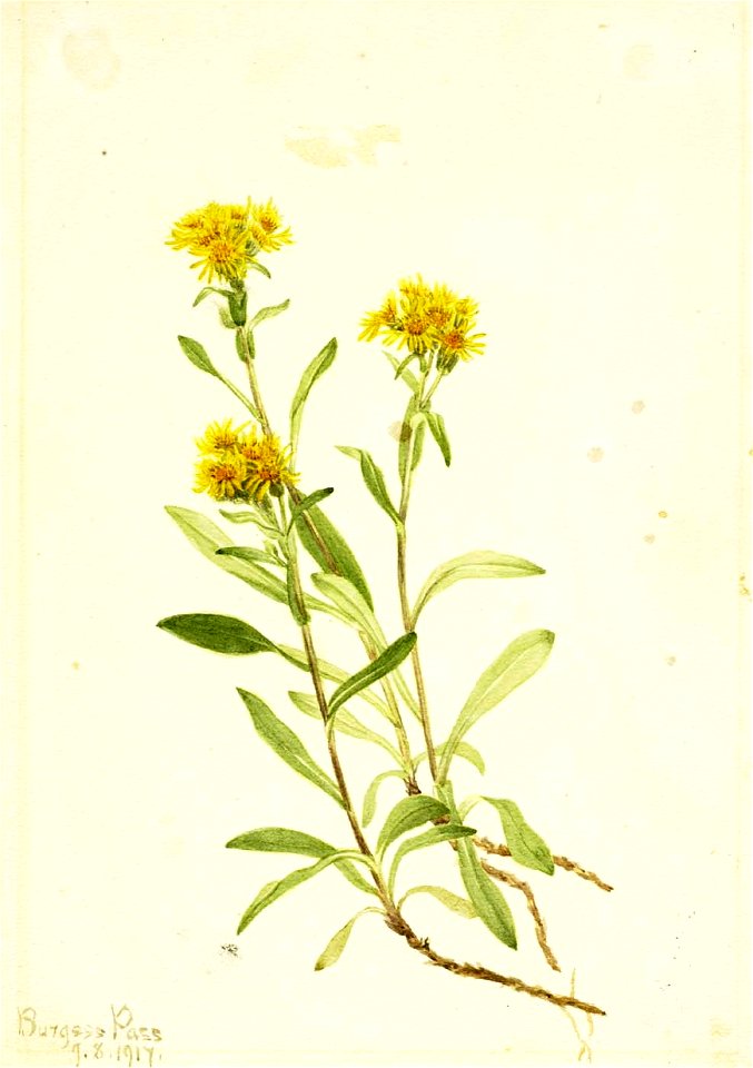 Mary Vaux Walcott - Sidesaddle Goldenrod - 1970.355.521 - Smithsonian American Art Museum