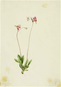 Mary Vaux Walcott - Slender Shootingstar (Dodecatheon pauciflorum) - 1970.355.614 - Smithsonian American Art Museum