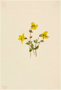 Mary Vaux Walcott - Alpine Monkey Flower (Mimulus caespitosus) - 1970.355.712 - Smithsonian American Art Museum. Free illustration for personal and commercial use.