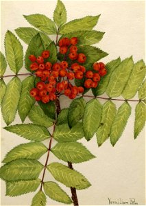 Mary Vaux Walcott - Western Mountain Ash (Sorbus sambucifolia) - 1970.355.500 - Smithsonian American Art Museum