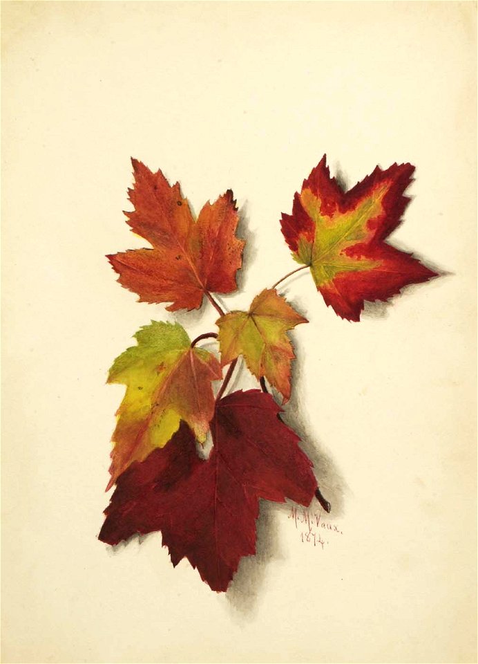 Mary Vaux Walcott - Untitled (Autumn Leaves) - 1970.355.779 - Smithsonian American Art Museum