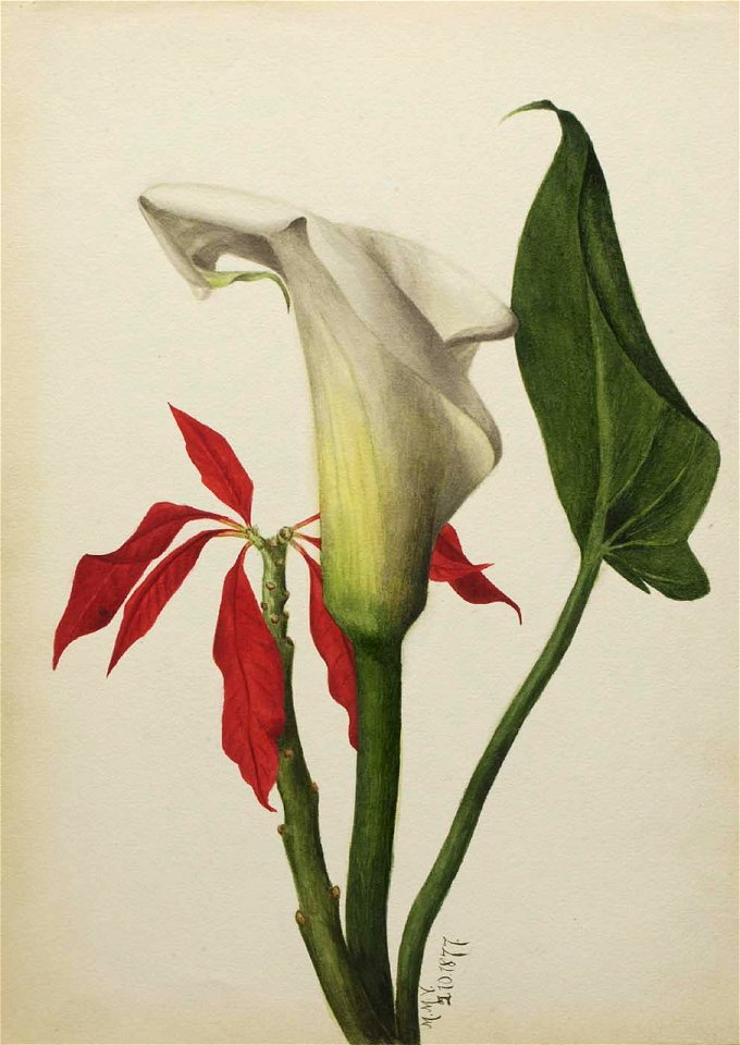 Mary Vaux Walcott - Untitled (Calla Lily) - 1970.355.752 - Smithsonian American Art Museum