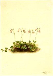 Mary Vaux Walcott - American Twinflower (Linnaea borealis americana) - 1970.355.534 - Smithsonian American Art Museum