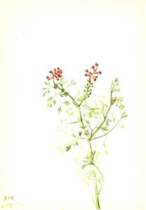 Mary Vaux Walcott - Untitled-Plant Study - 1970.355.235 - Smithsonian American Art Museum