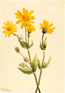 Mary Vaux Walcott - Arnica (Arnica latifolia) - 1970.355.140 - Smithsonian American Art Museum. Free illustration for personal and commercial use.
