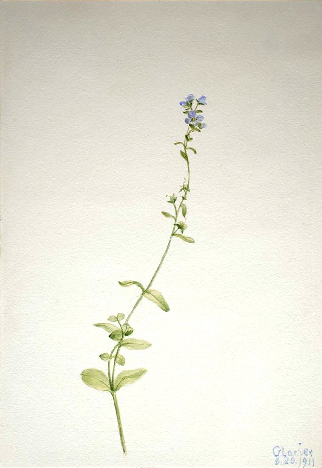 Mary Vaux Walcott - Veronica serpyllifolia - 1970.355.164 - Smithsonian American Art Museum