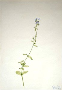 Mary Vaux Walcott - Veronica serpyllifolia - 1970.355.164 - Smithsonian American Art Museum