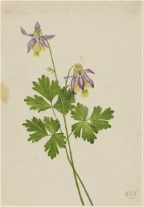 Mary Vaux Walcott - Shortspur Columbine (Aquilegia brevistyla) - 1970.355.629 - Smithsonian American Art Museum
