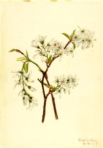 Mary Vaux Walcott - Shadbush (Amelianchier oblongifolia) - 1970.355.183 - Smithsonian American Art Museum
