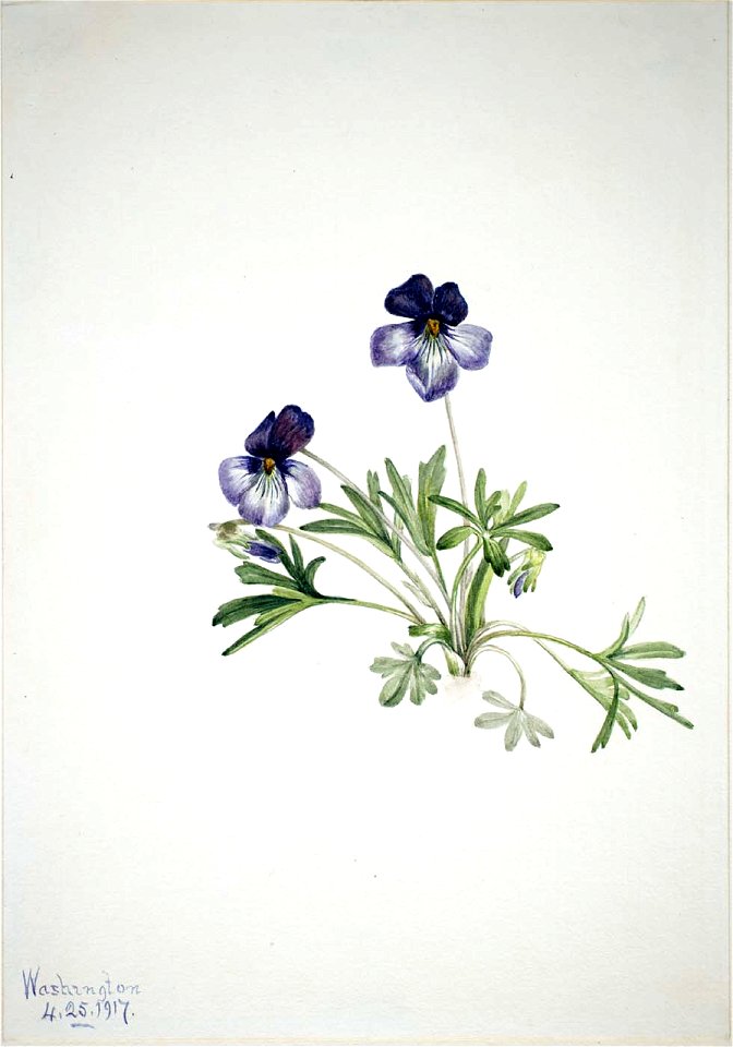 Mary Vaux Walcott - Birdsfoot Violet (Viola pedata) - 1970.355.380 - Smithsonian American Art Museum