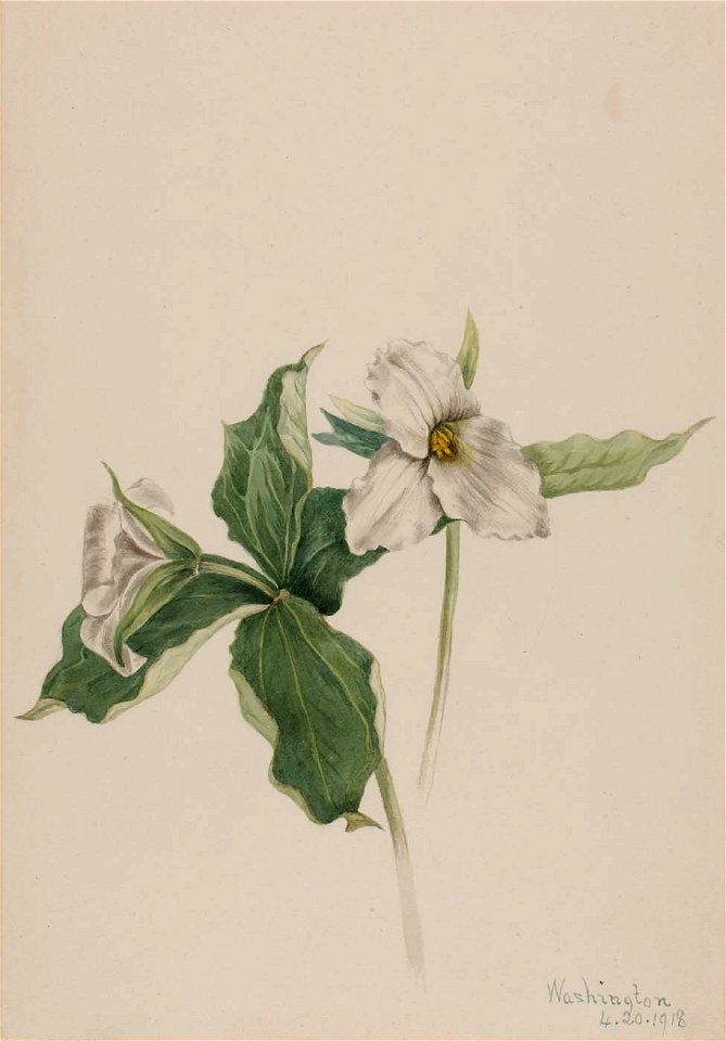 Mary Vaux Walcott - Wake-Robin (Trillium grandiflorum) - 1970.355.17 - Smithsonian American Art Museum