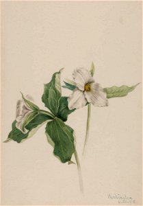 Mary Vaux Walcott - Wake-Robin (Trillium grandiflorum) - 1970.355.17 - Smithsonian American Art Museum