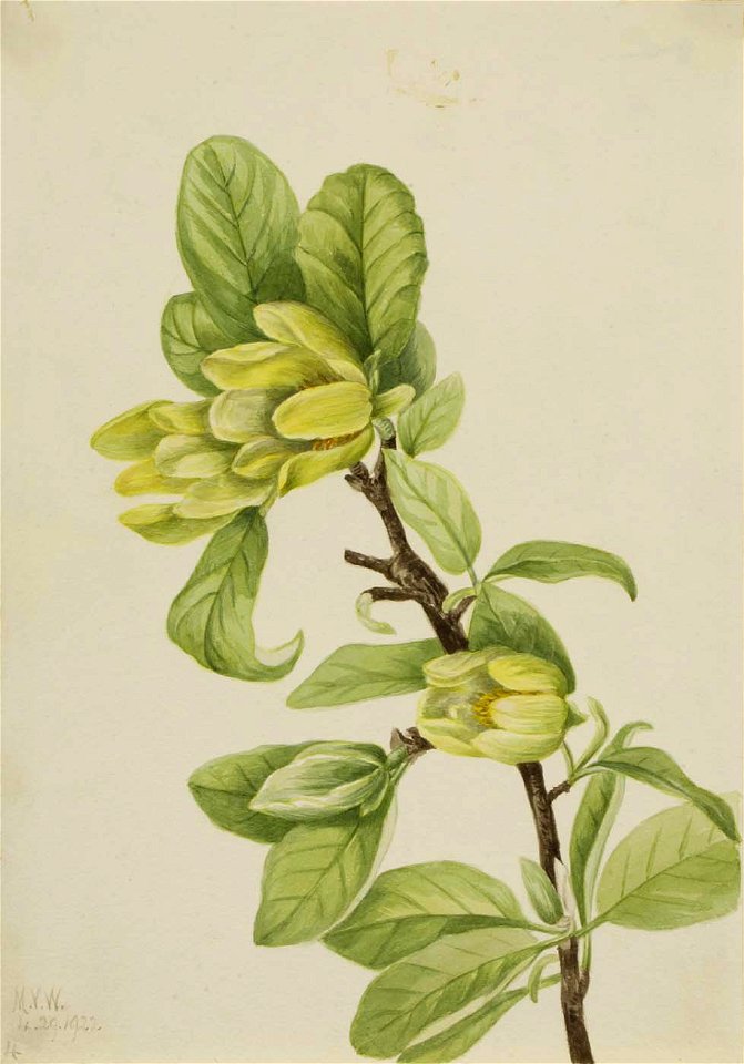 Mary Vaux Walcott - Yellow Cucumbertree (Magnolia cordata) - 1970.355.667 - Smithsonian American Art Museum