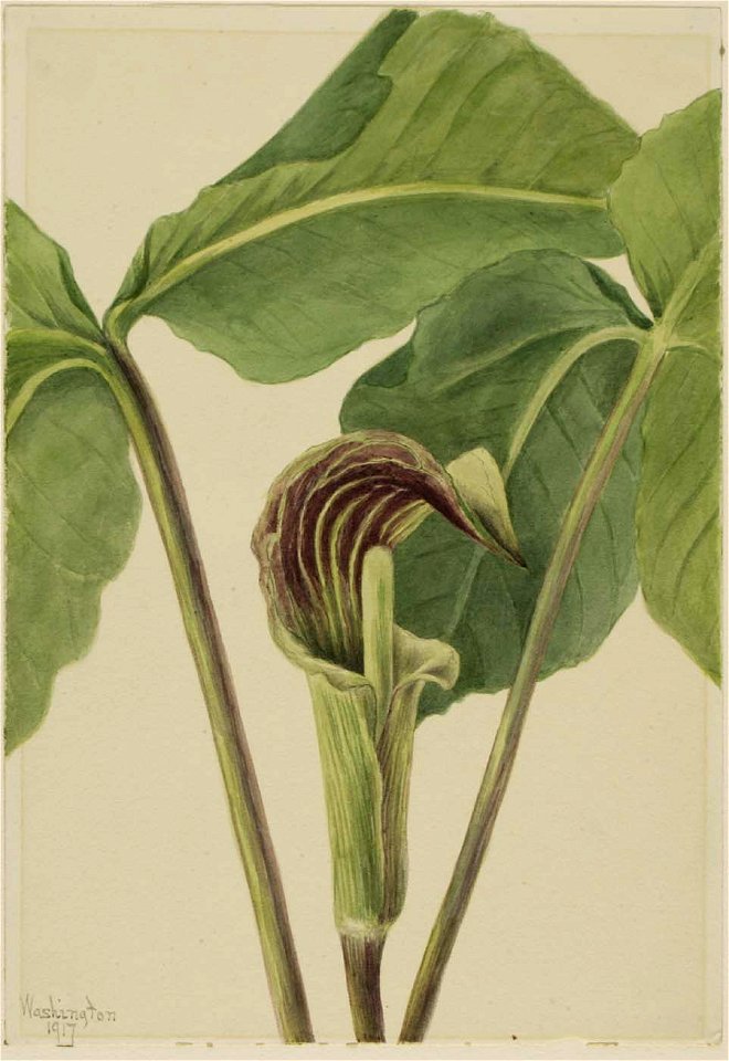 Mary Vaux Walcott - Jack-in-the-pulpit (Arisaema triphyllum) - 1970.355.668 - Smithsonian American Art Museum