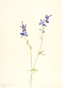 Mary Vaux Walcott - Blue Larkspur (Delphinium nuttallianum) - 1970.355.101 - Smithsonian American Art Museum